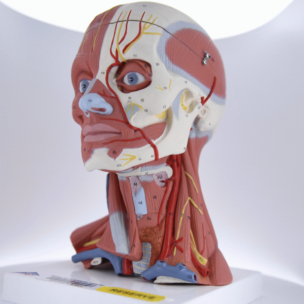 Human head and neck musculature anatomical model